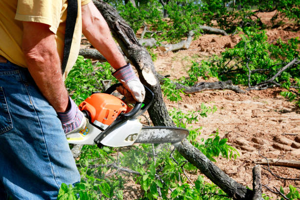 Best Large Tree Removal  in Sudley, VA